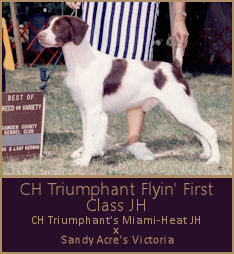 CH Triumphant Flyin' First Class JH 
